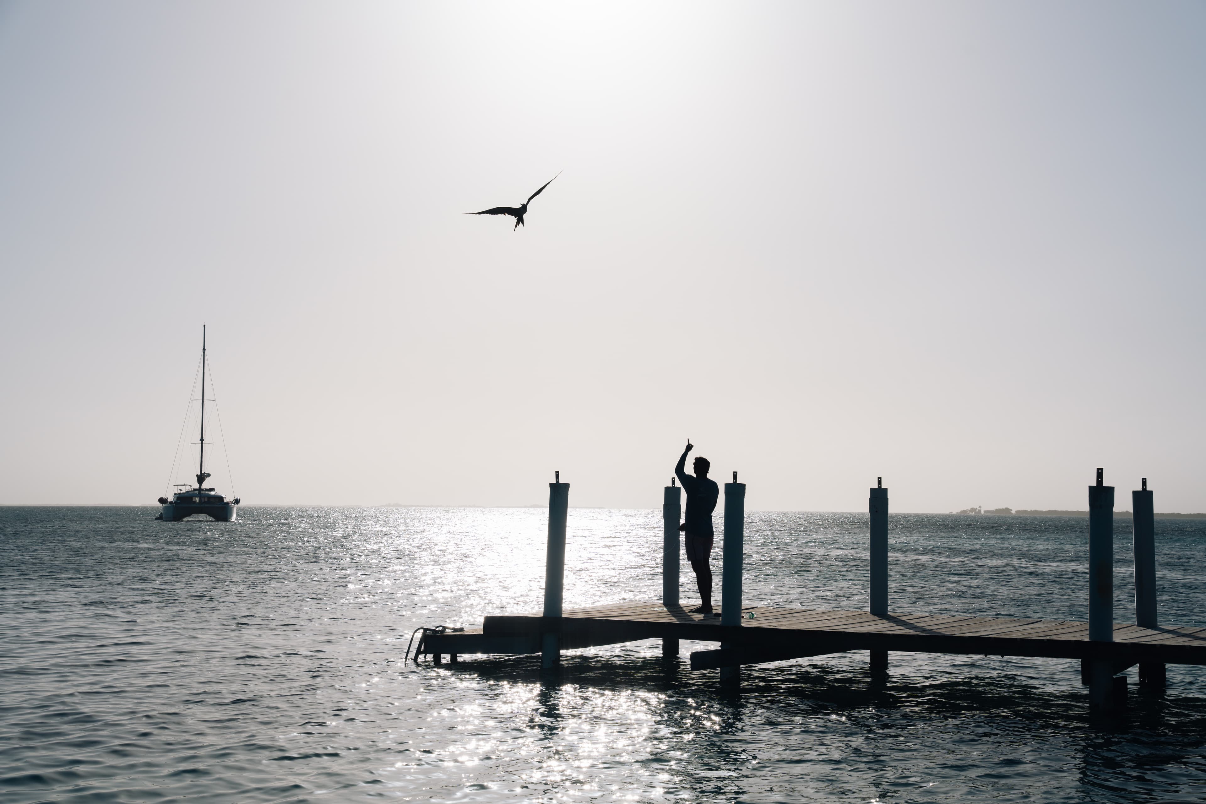 A silhouetted figure stands on a dock, pointing towards a bird flying overhead, with a boat in the background and a shimmering sea.