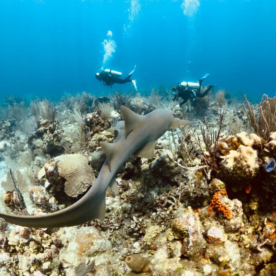 A shark swims near two scuba divers exploring a vibrant coral reef underwater.