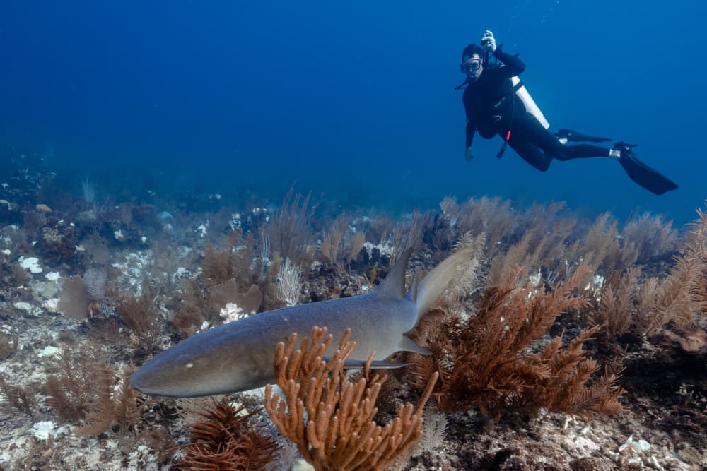 A diver swims alongside a grey shark in a vibrant underwater ecosystem.