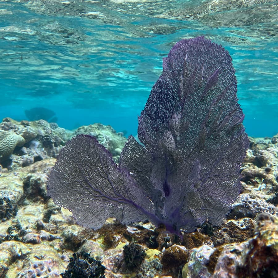 A large, purple fan coral sways gently in clear, shallow water above a rocky seabed.