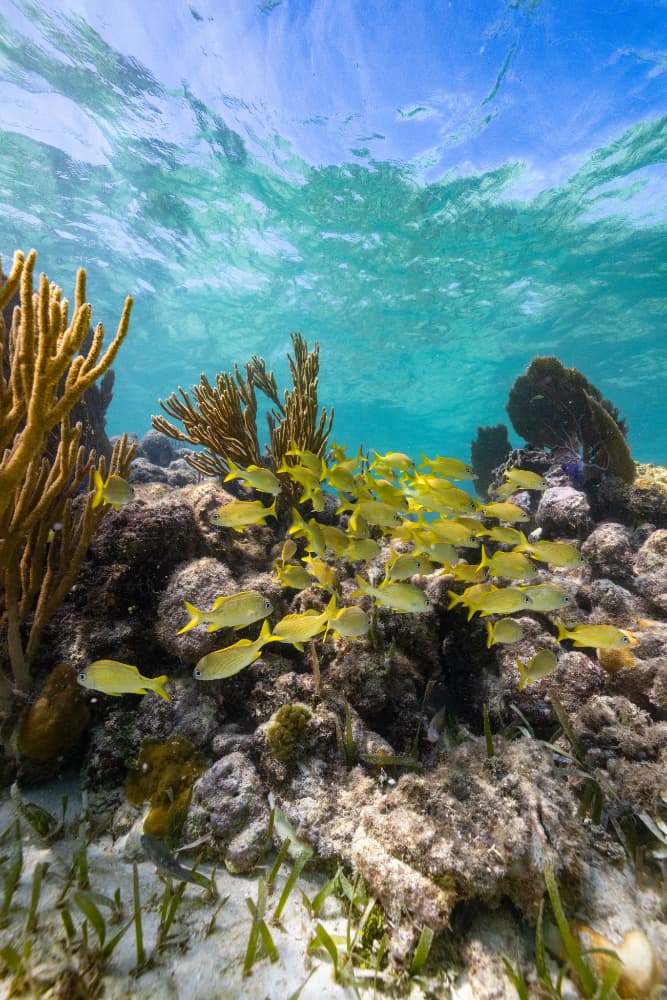 A school of yellow fish swims among coral and sea grass beneath a turquoise sea.