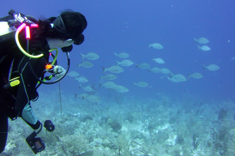 A diver observes a school of fish underwater amidst coral.