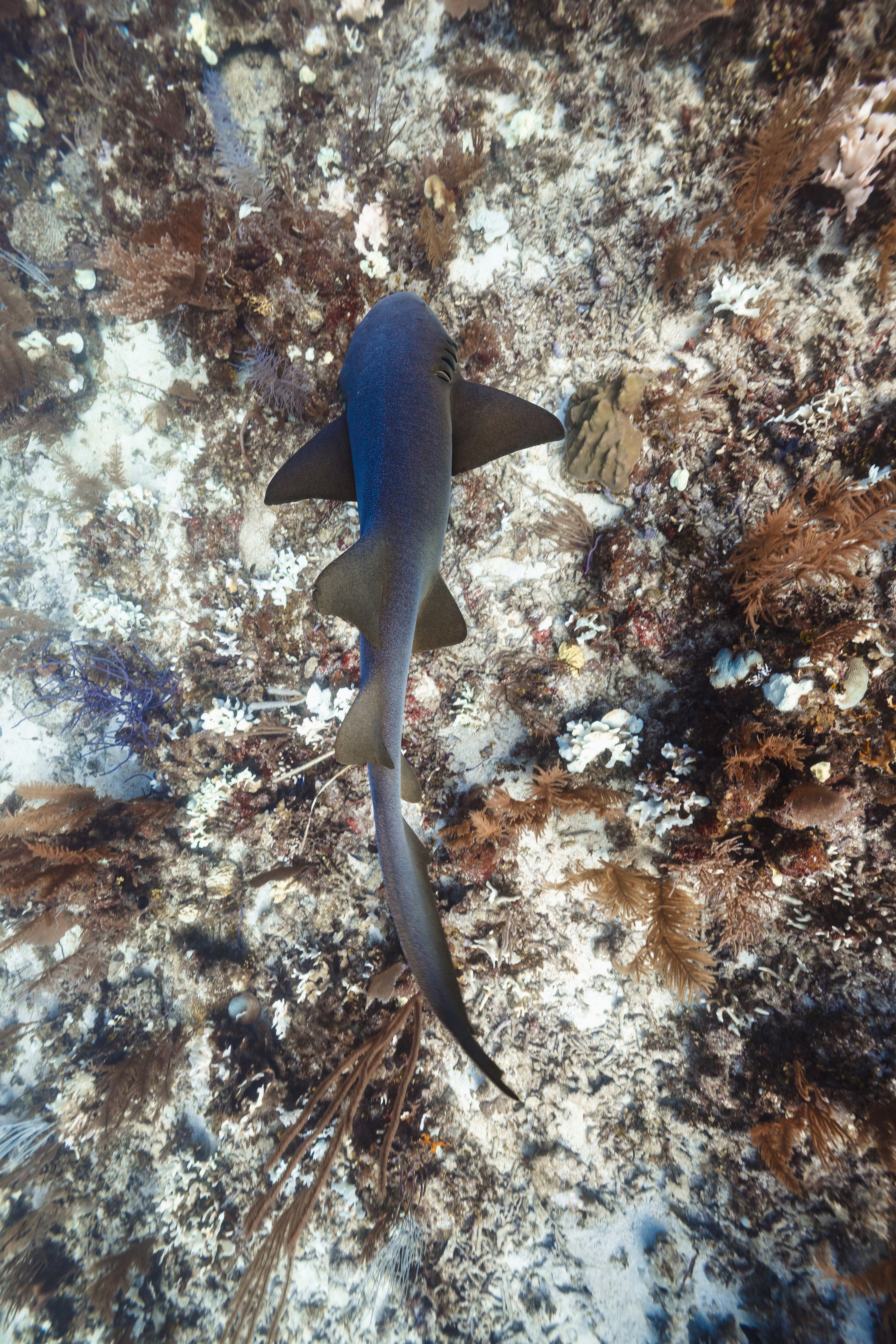 An underwater view of a shark swimming over a coral reef.