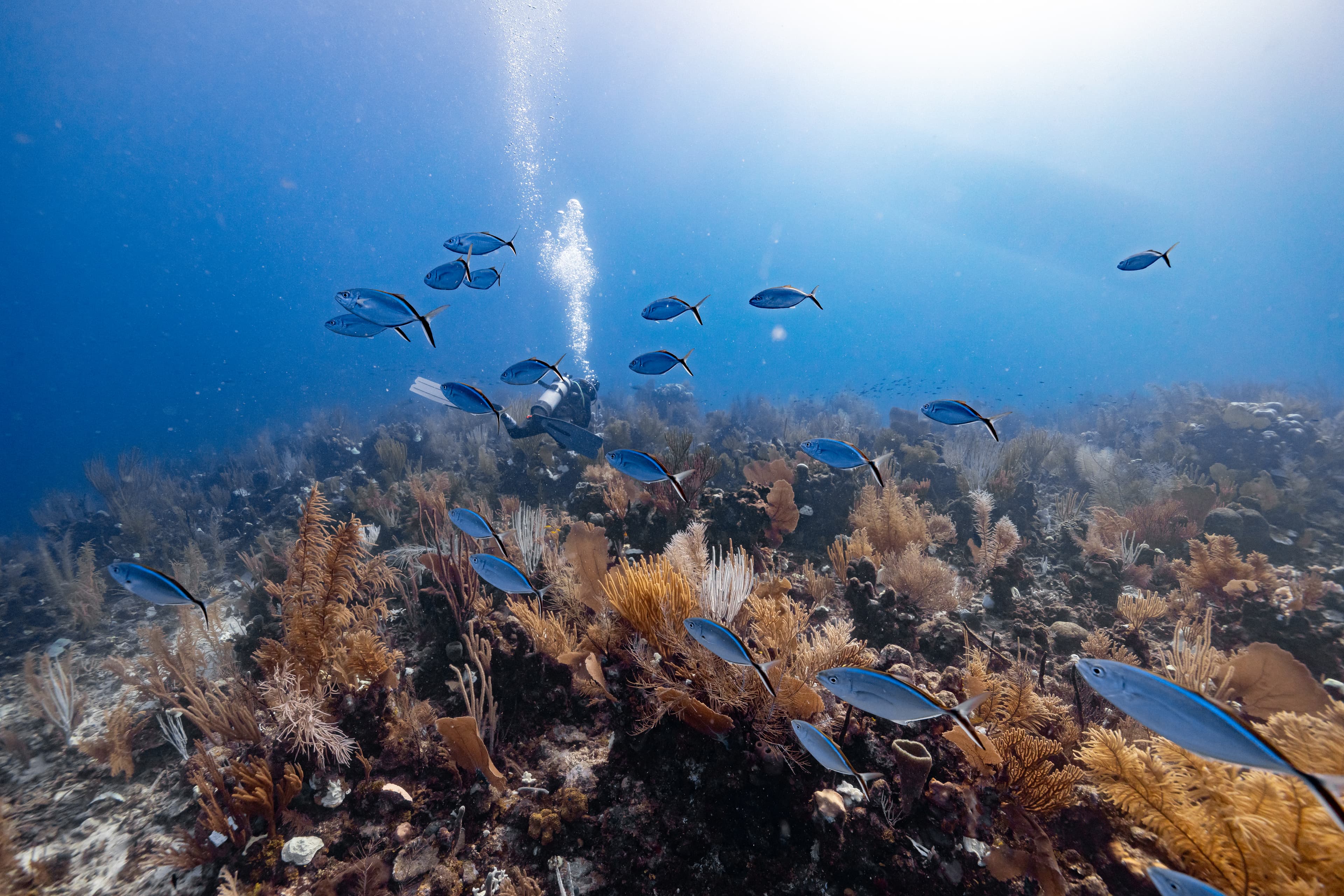 A diver swims among vibrant coral and schools of blue fish in a clear sea.