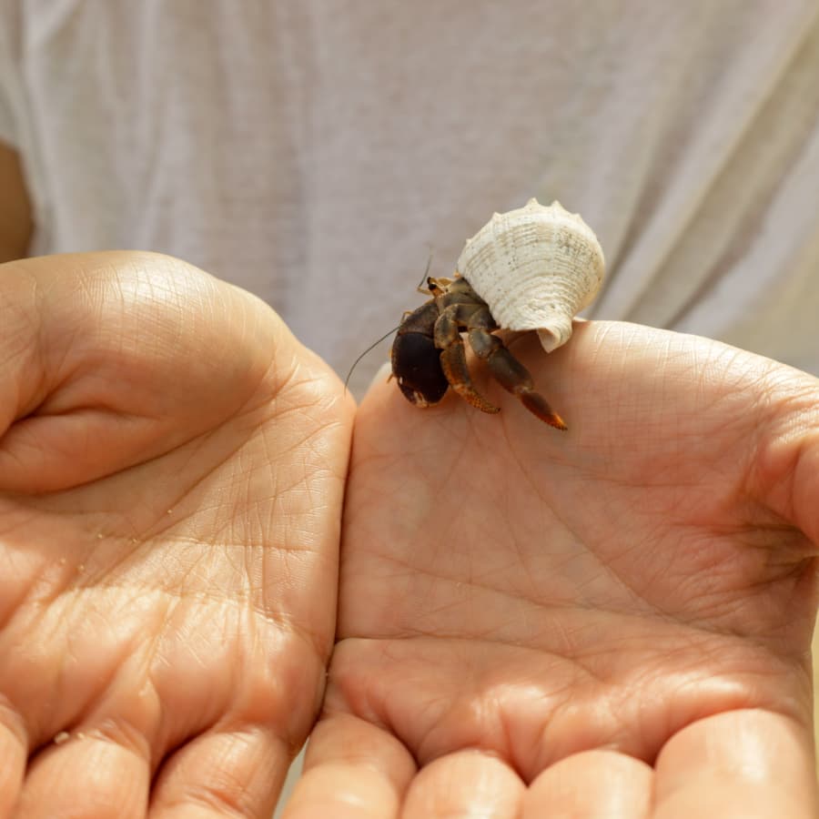 A hermit crab sits on a person's open palms.
