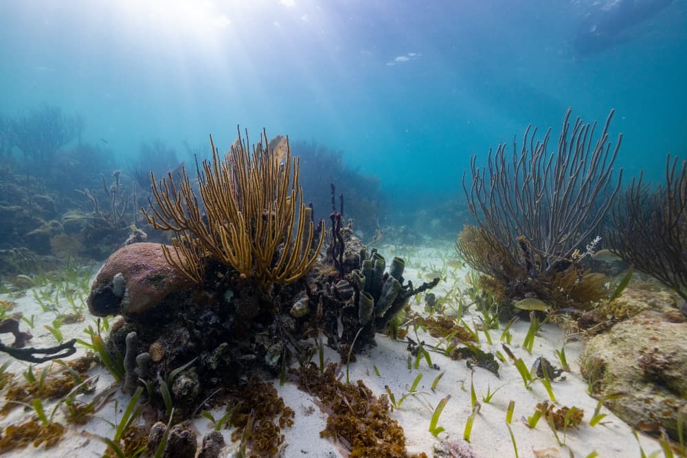 Underwater scene featuring coral formations and seagrass beneath a sunlit surface.
