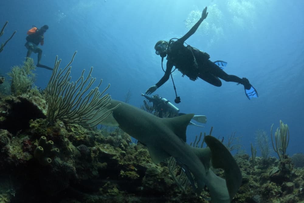 A scuba diver swims near a shark while another diver explores the underwater landscape.