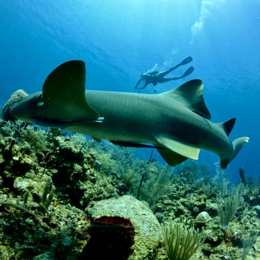 A diver swims near a large shark amidst vibrant coral underwater.