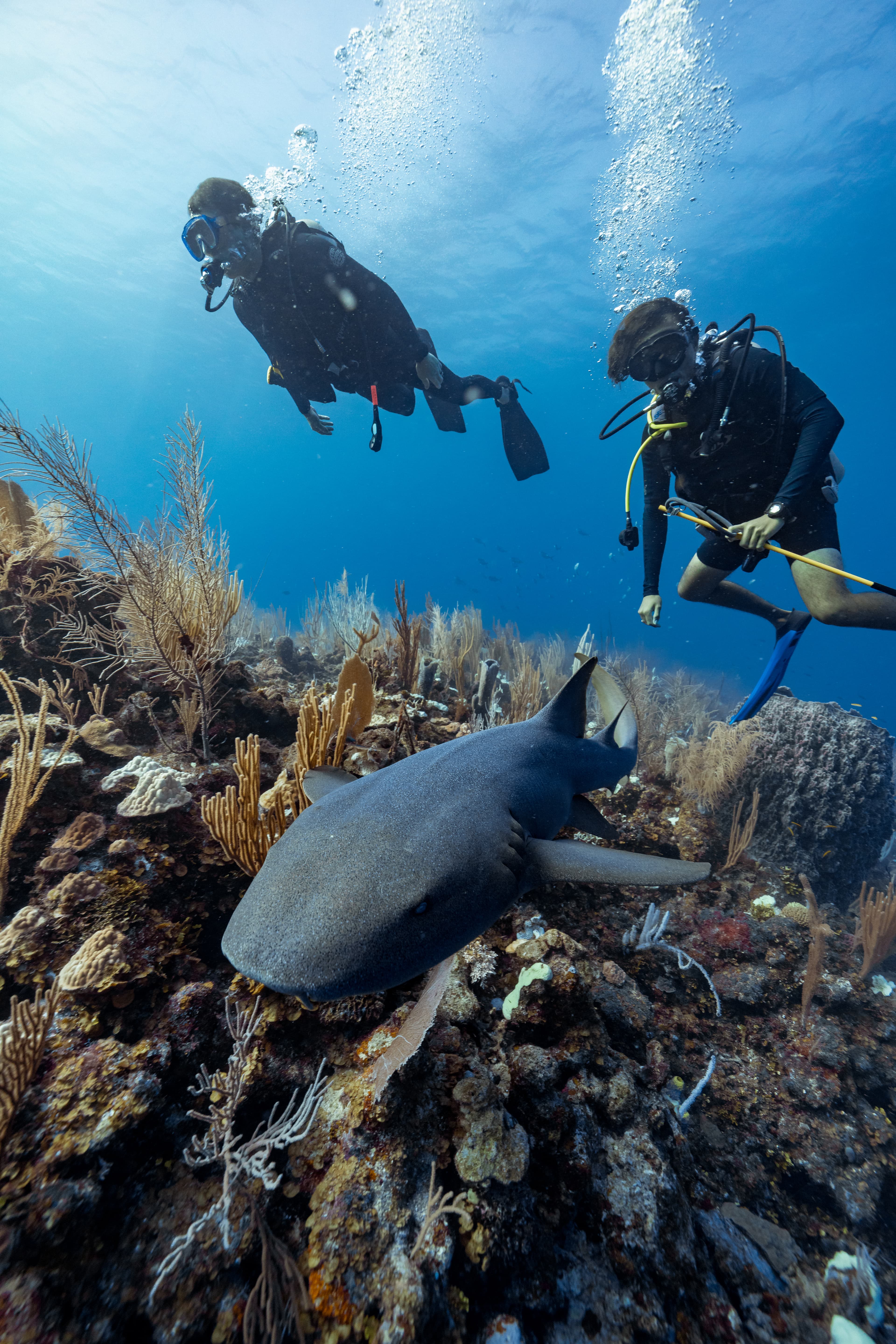 Two scuba divers swim above a shark on a vibrant coral reef.