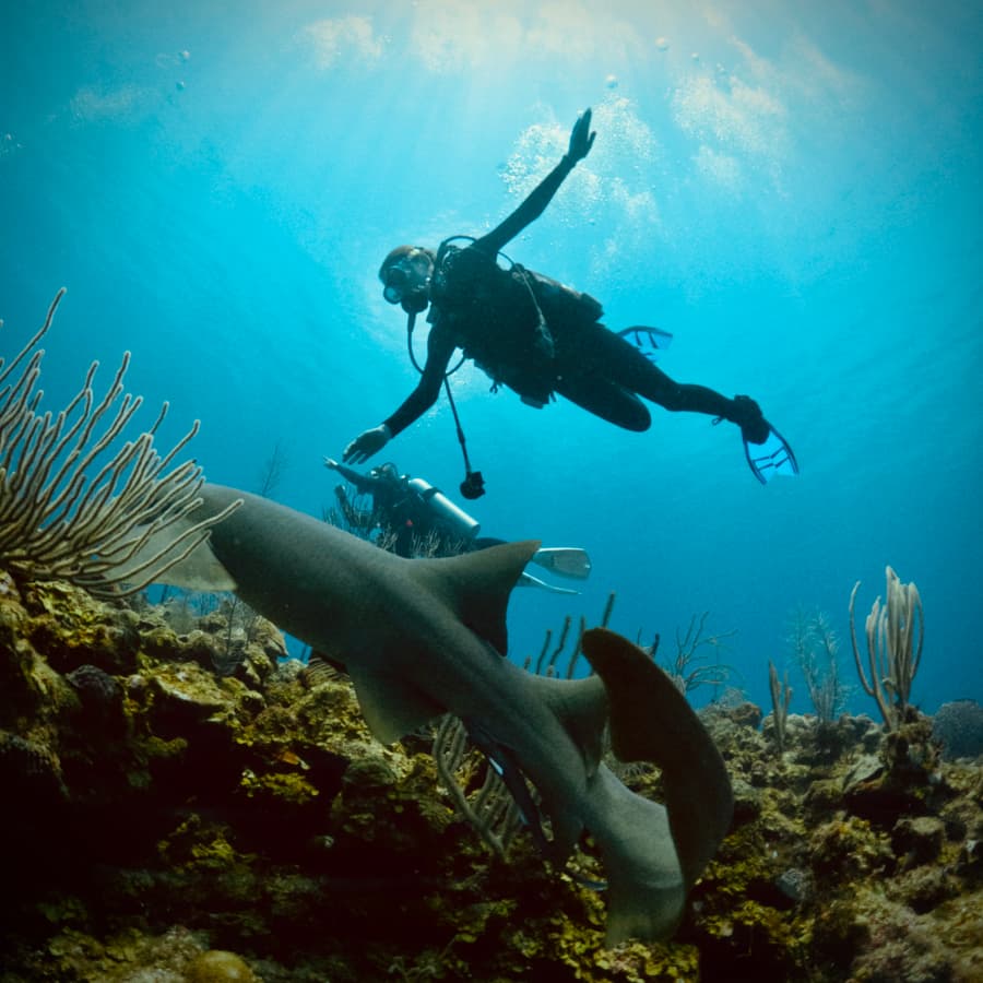 A scuba diver swims near a reef with a shark in the foreground.