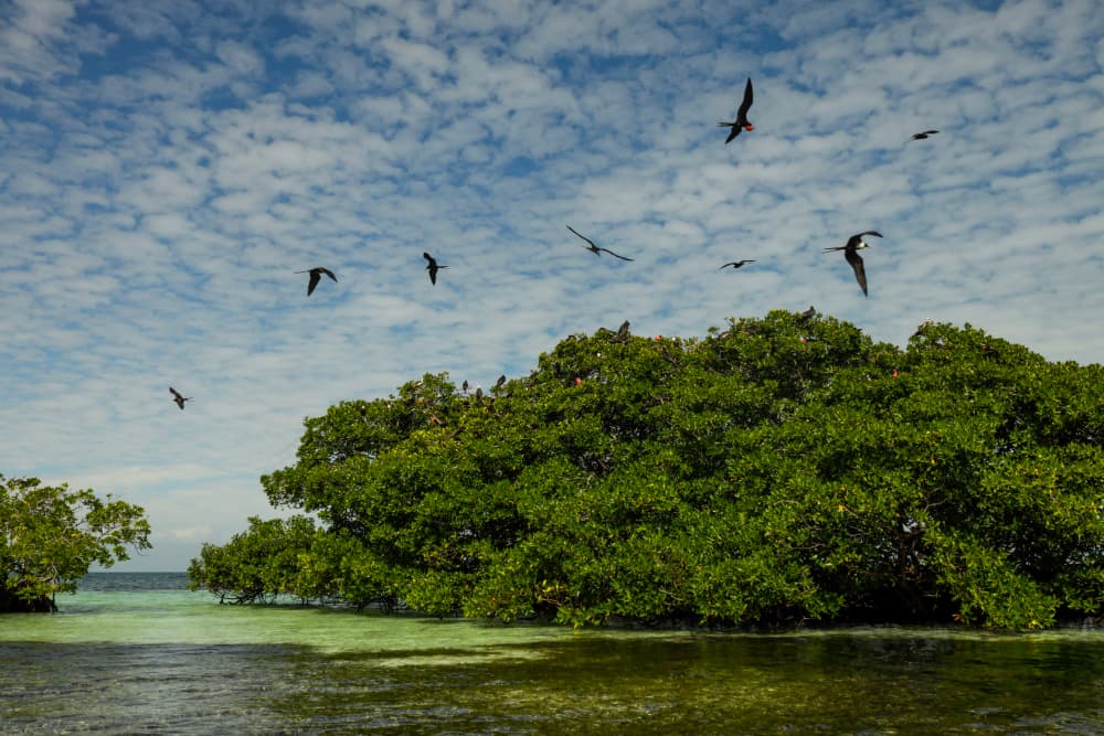 A flock of birds flies over a lush mangrove landscape under a cloudy sky.