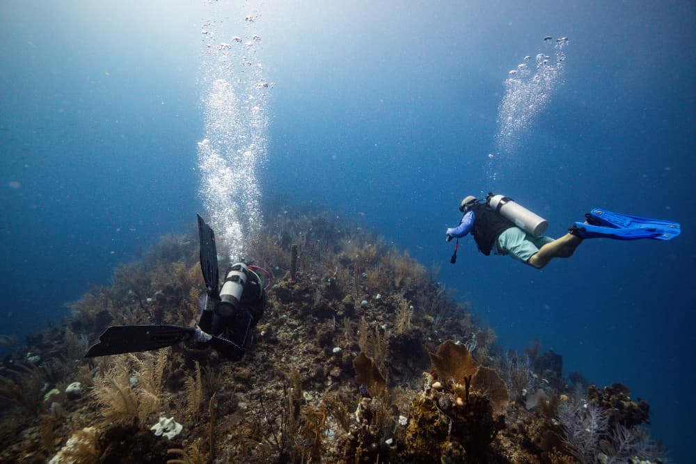 Two divers explore an underwater reef.