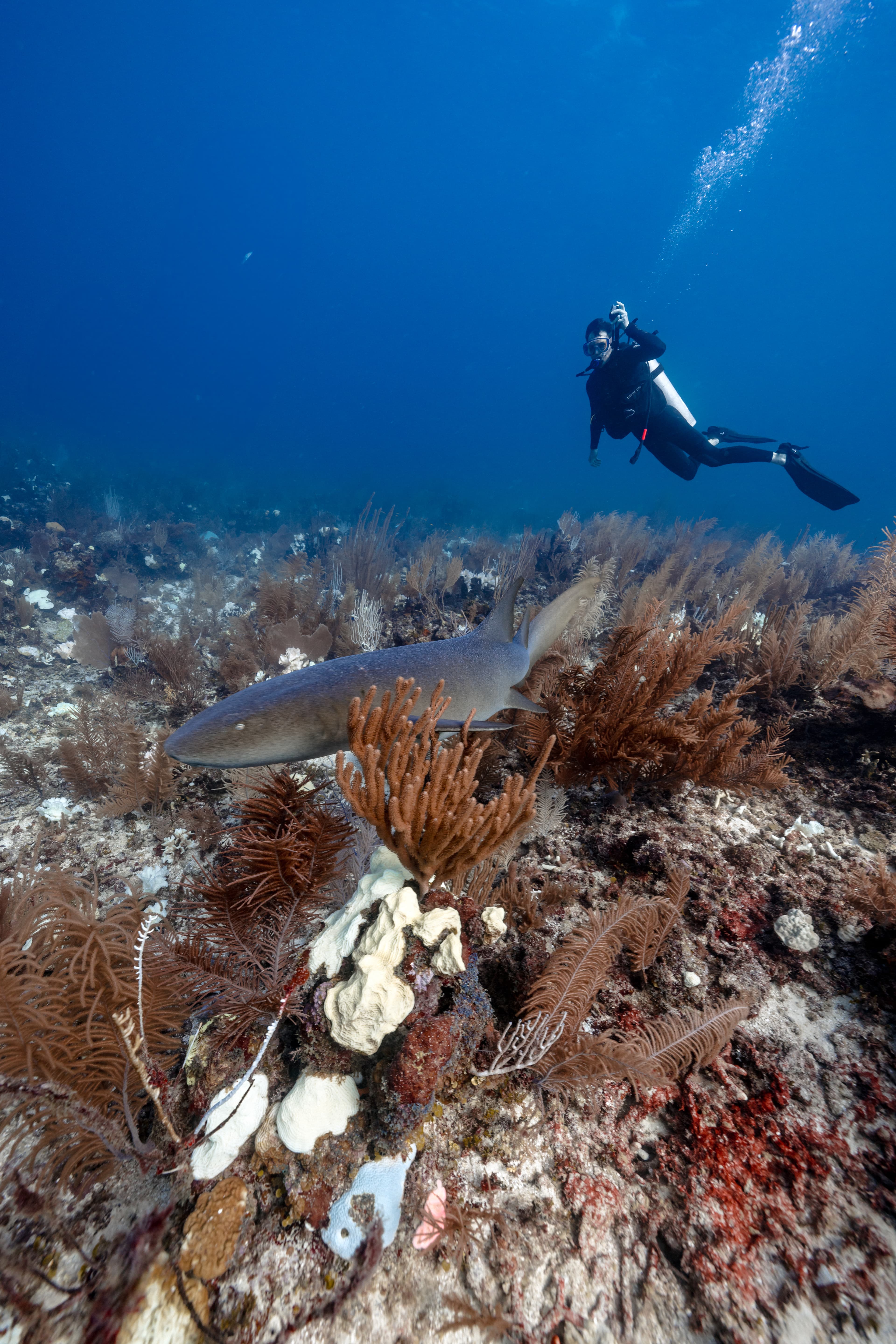 A scuba diver swims above a shark in a vibrant coral reef.