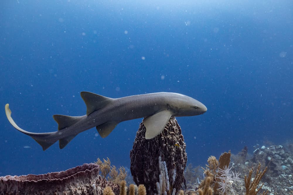 A shark swims gracefully over a coral reef in clear blue water.