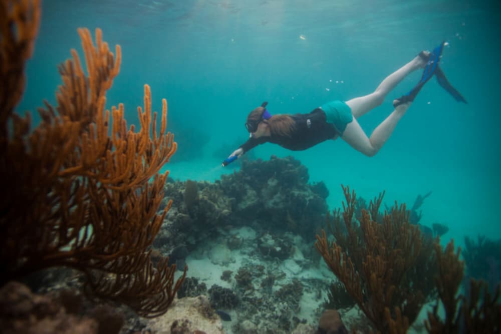 A snorkeler explores a vibrant underwater scene among coral and marine life.