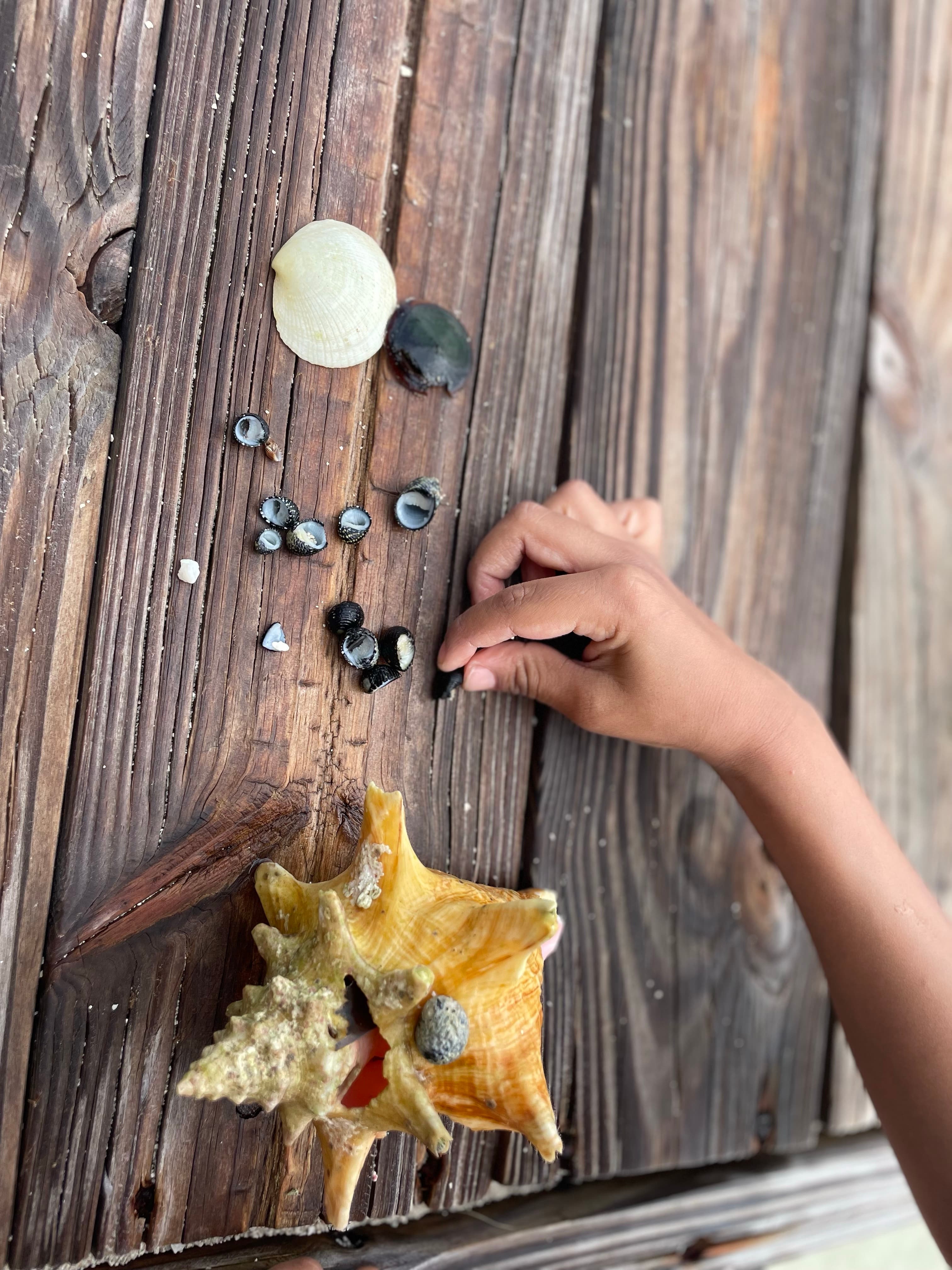 A hand reaches for various seashells arranged on weathered wooden planks.