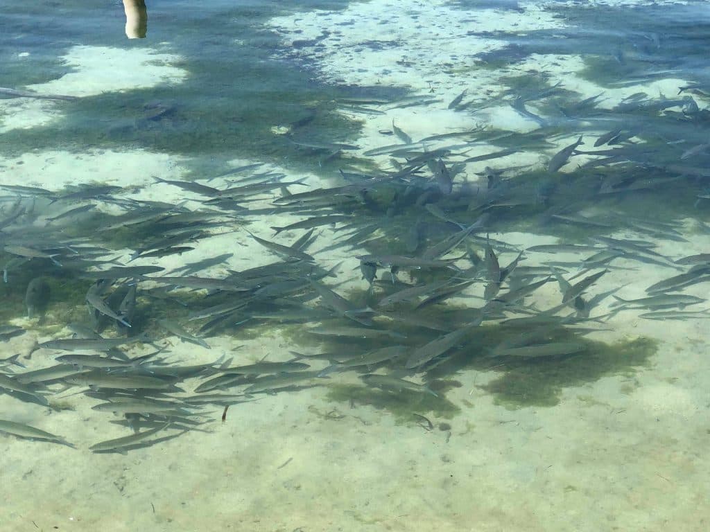 A school of fishing swimming in the shallow waters of South Water Caye in Belize