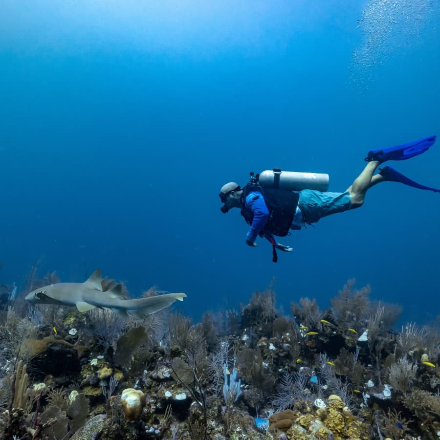 A scuba diver explores a coral reef while swimming near a shark.