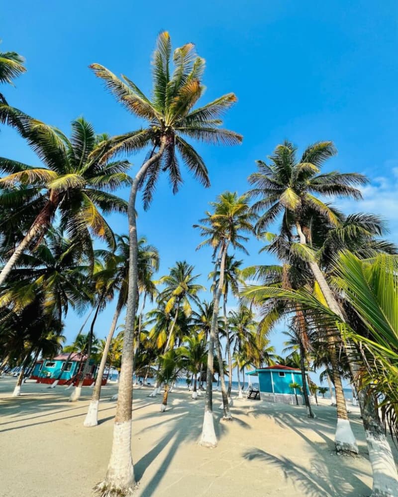 A cluster of palm trees on a sandy beach against a clear blue sky. A cluster of palm trees on a sandy beach against a clear blue sky.