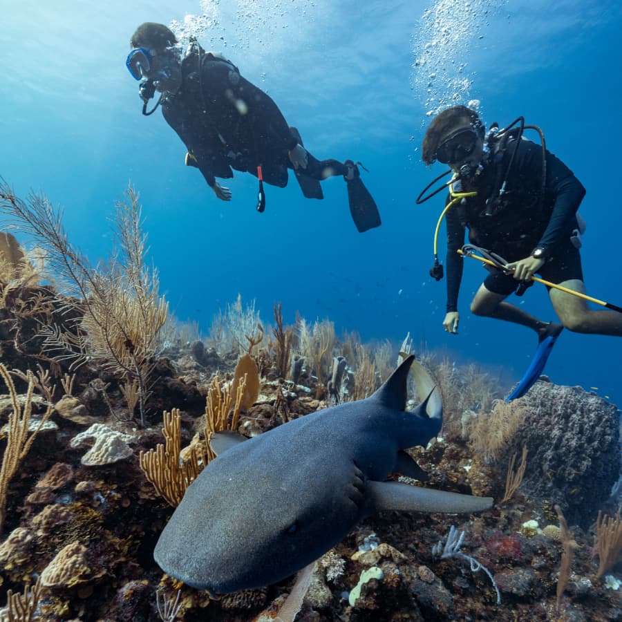 Two scuba divers explore underwater vegetation while a shark swims nearby.