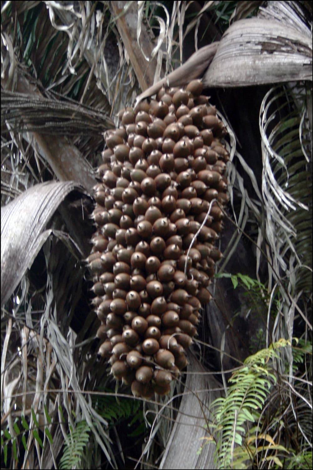 The seeds of a cohune palm tree on the tree