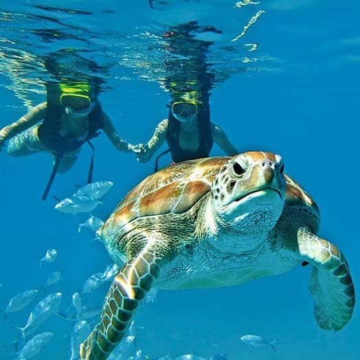 A couple snorkeling behind a large sea turtle